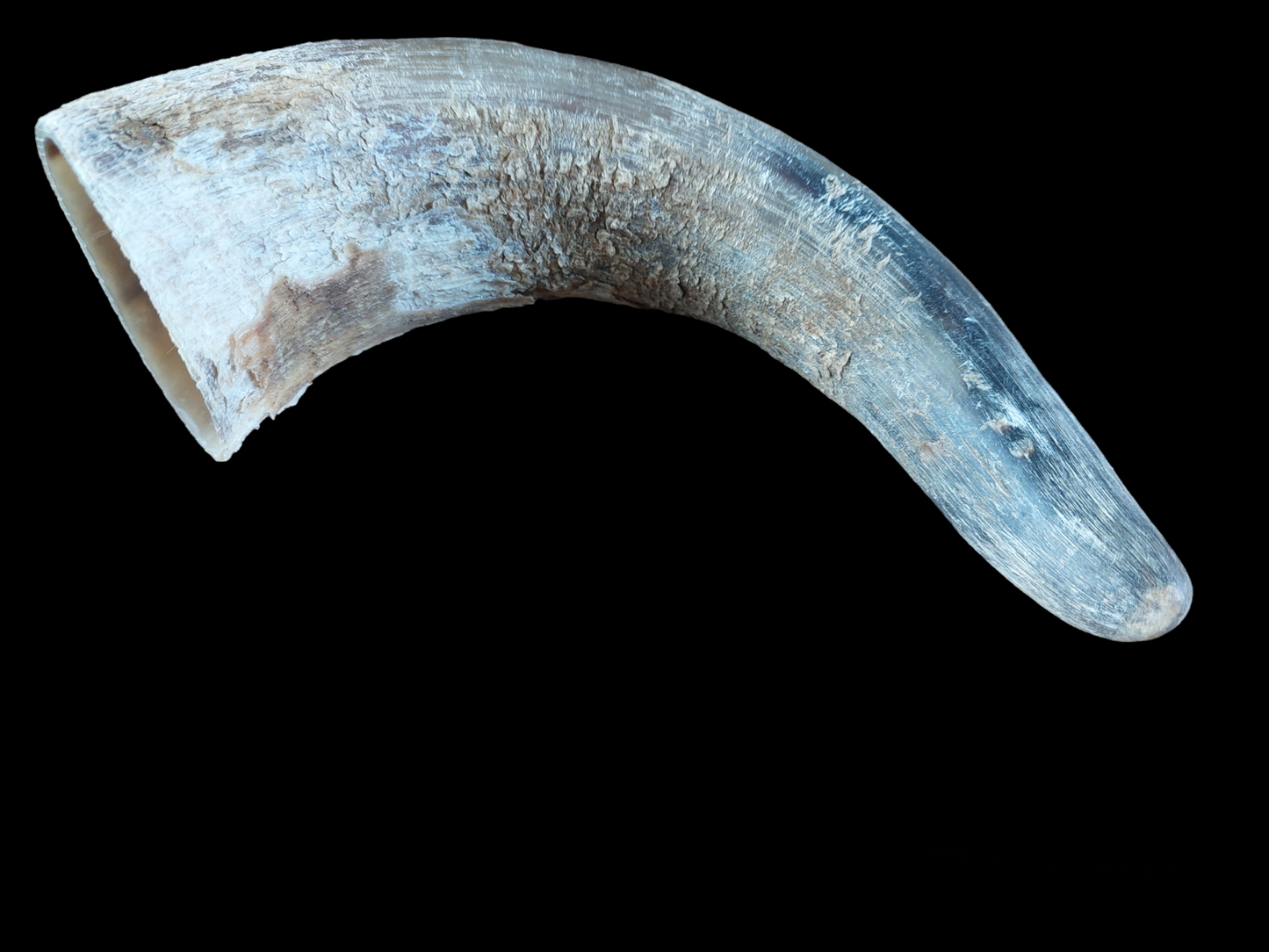 Cow horn