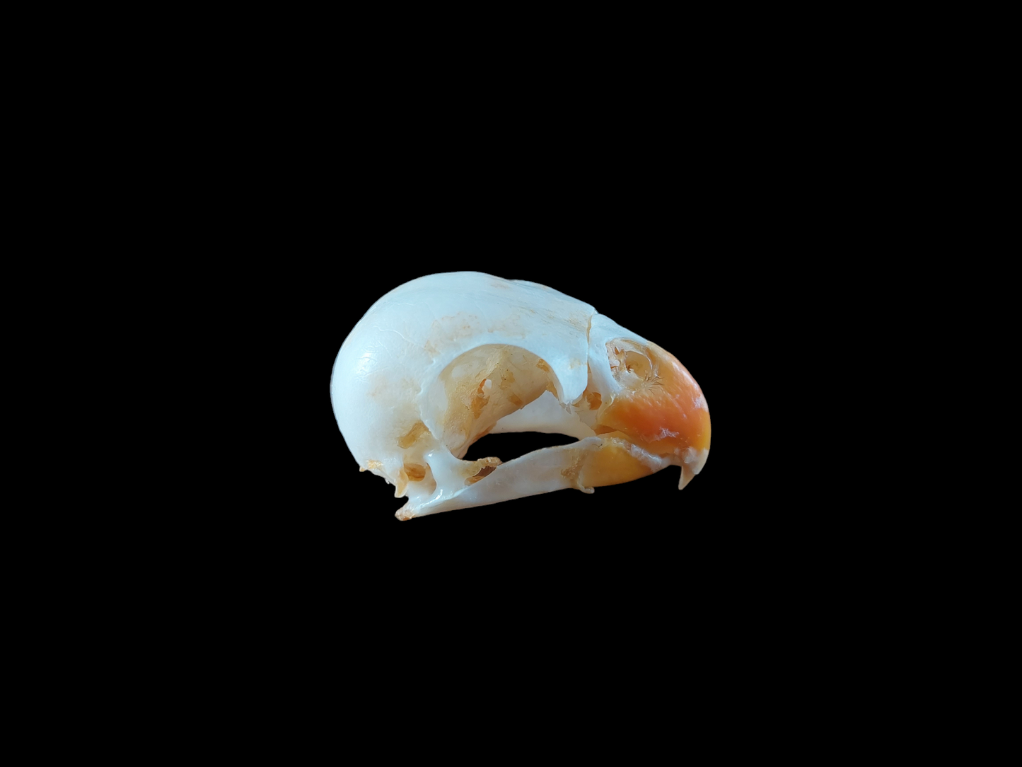 Rosella parakeet skull