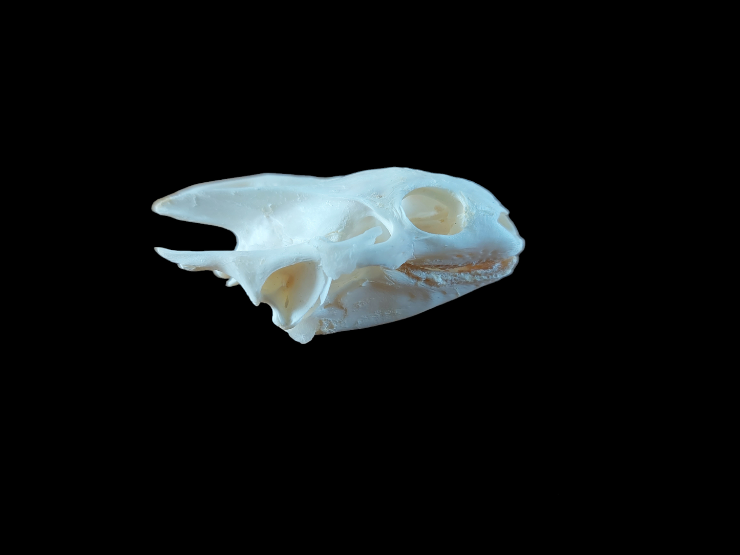 Red-eared slider turtle skull