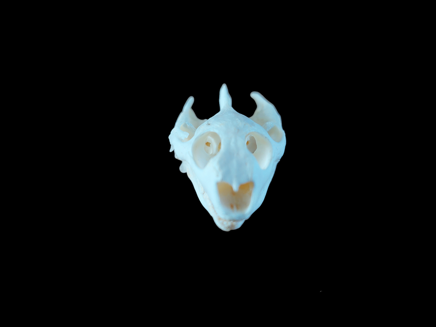 Red-eared slider turtle skull