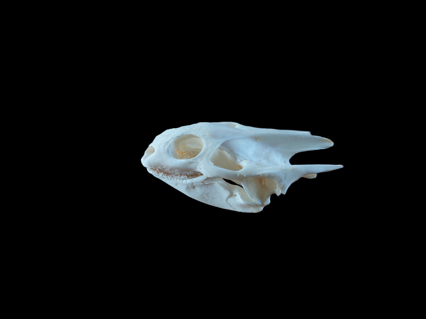 Red-eared slider turtle skull