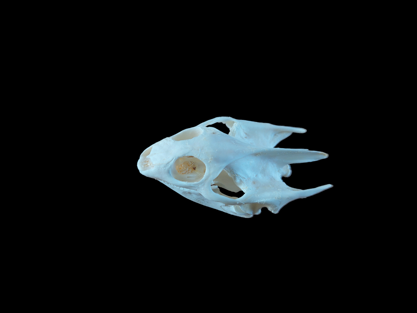 Red-eared slider turtle skull