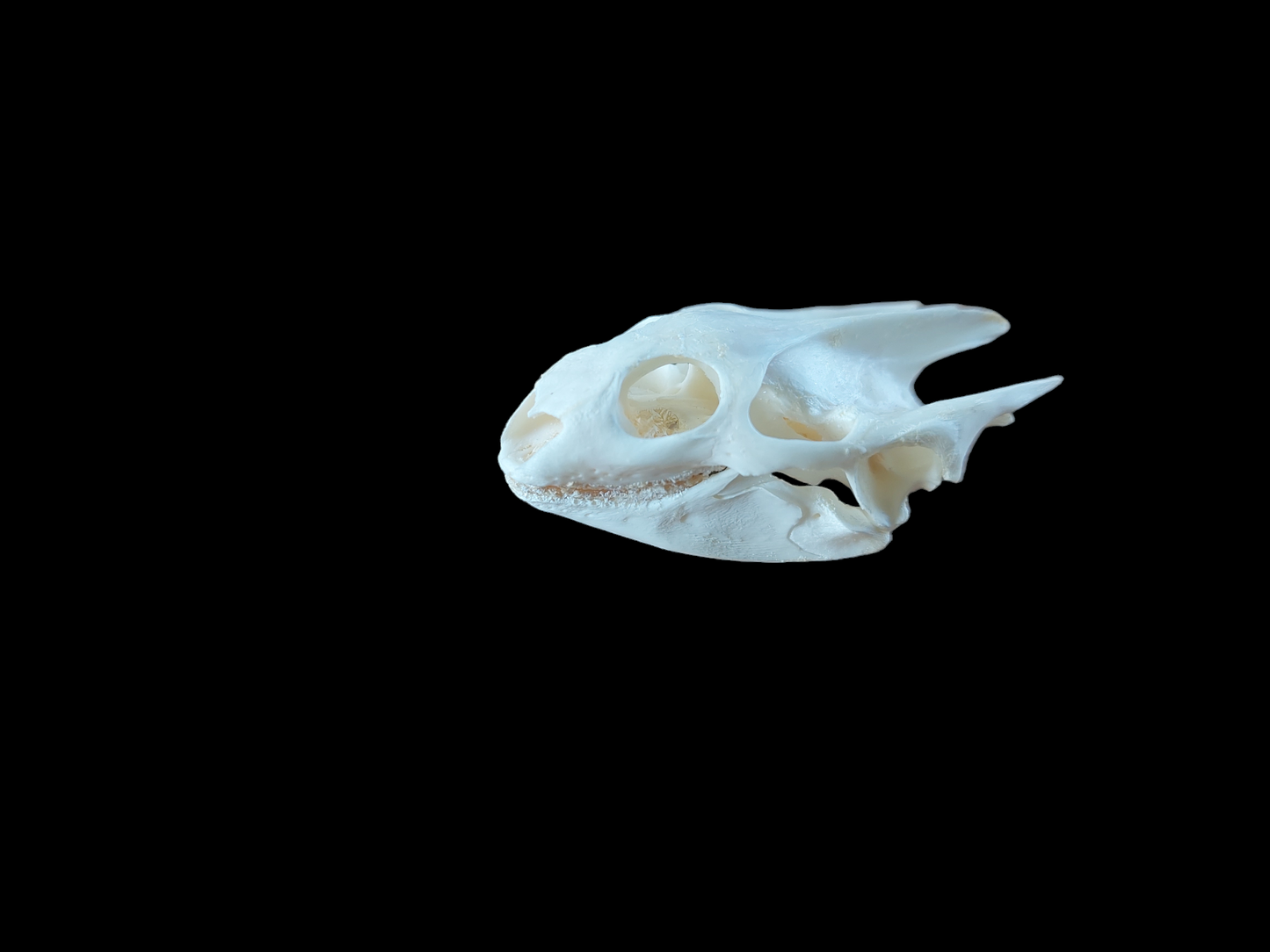 Red-eared slider turtle skull