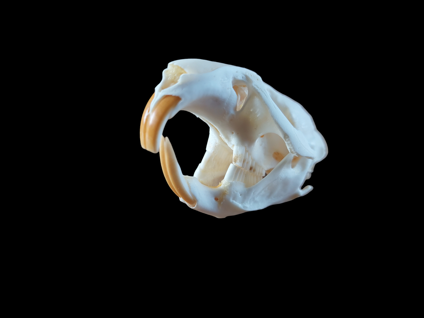 Musk rat skull #3