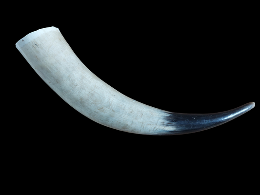 Cow horn