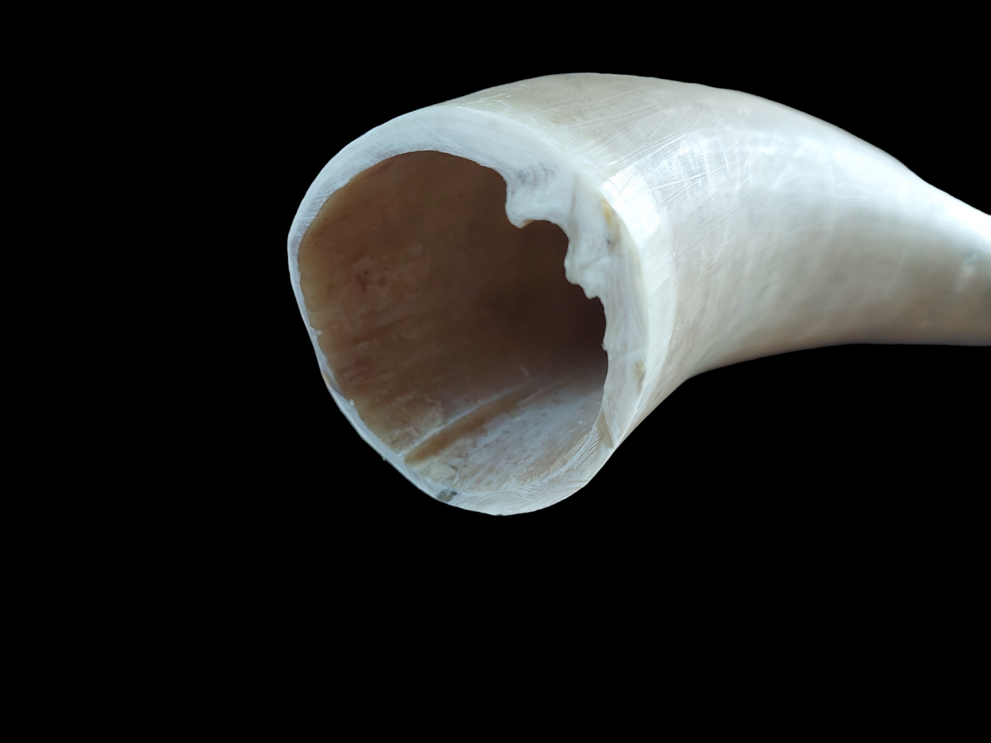 Cow horn