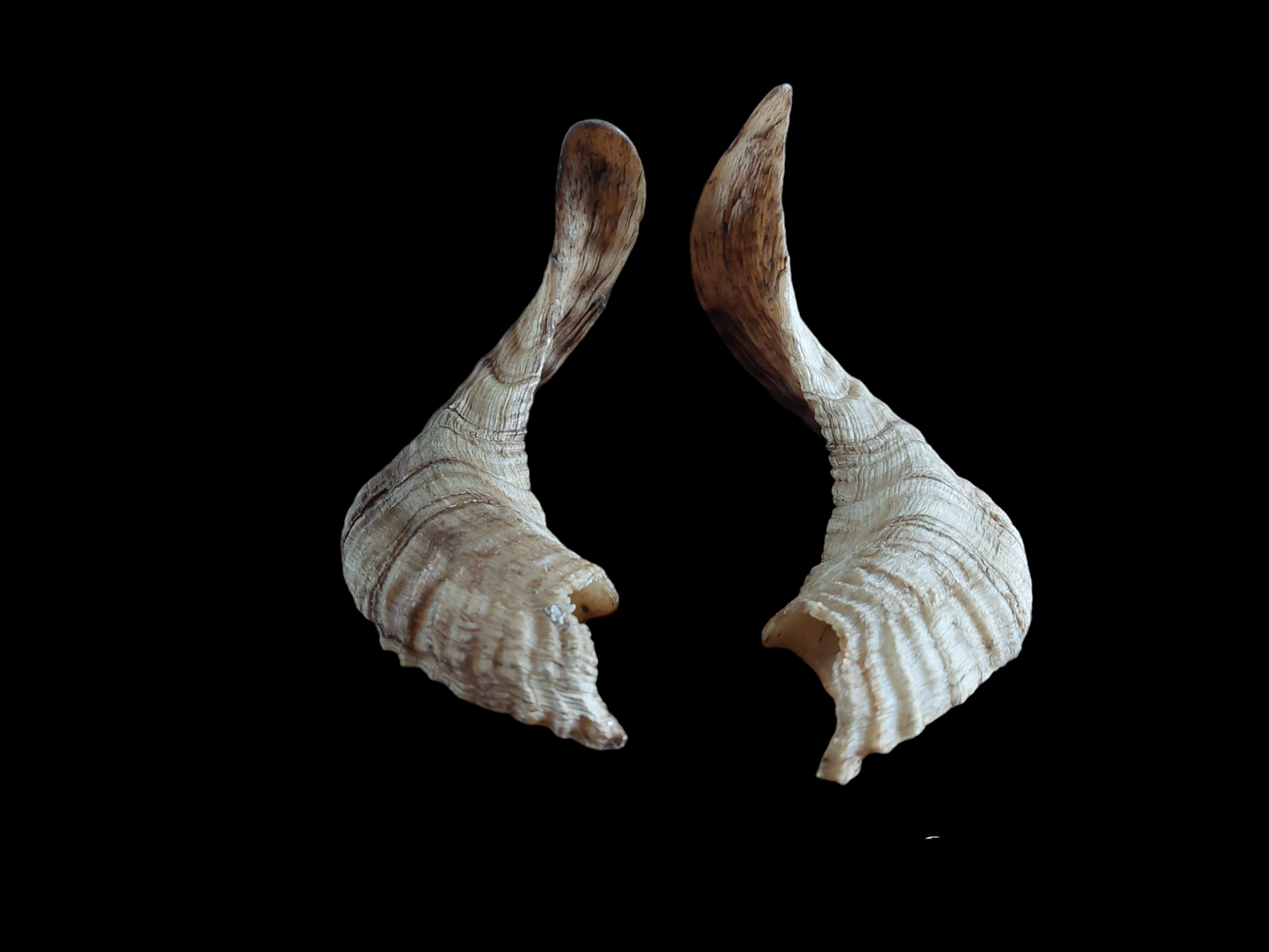 Sheep horns, set of two
