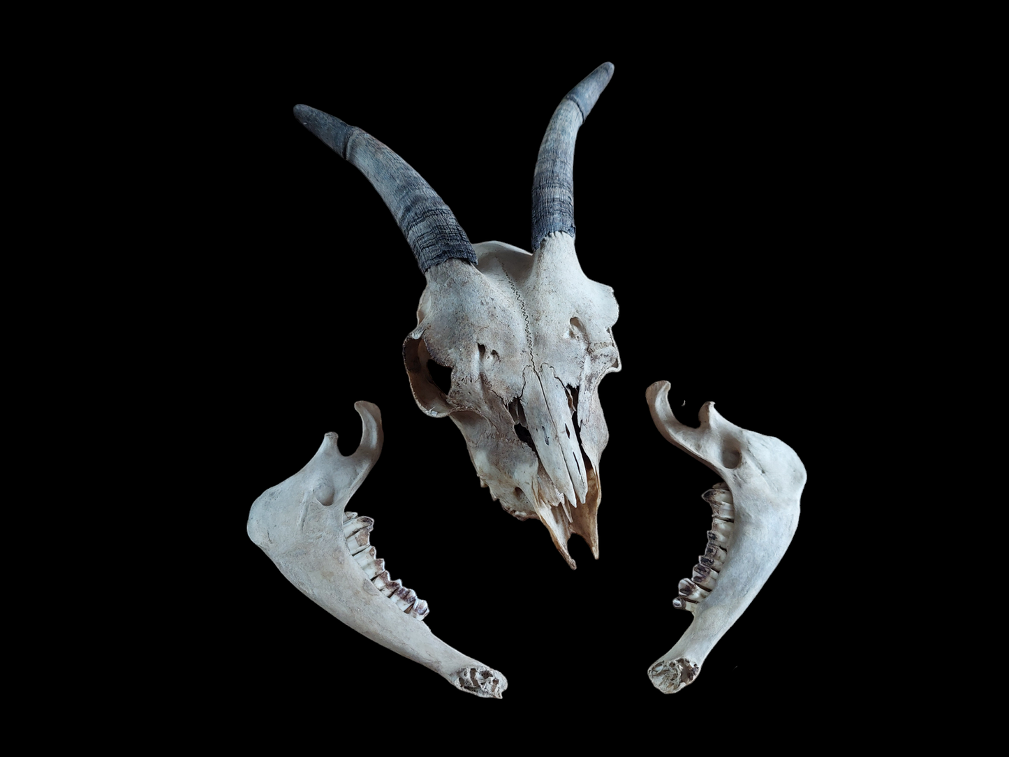 Goat skull #1