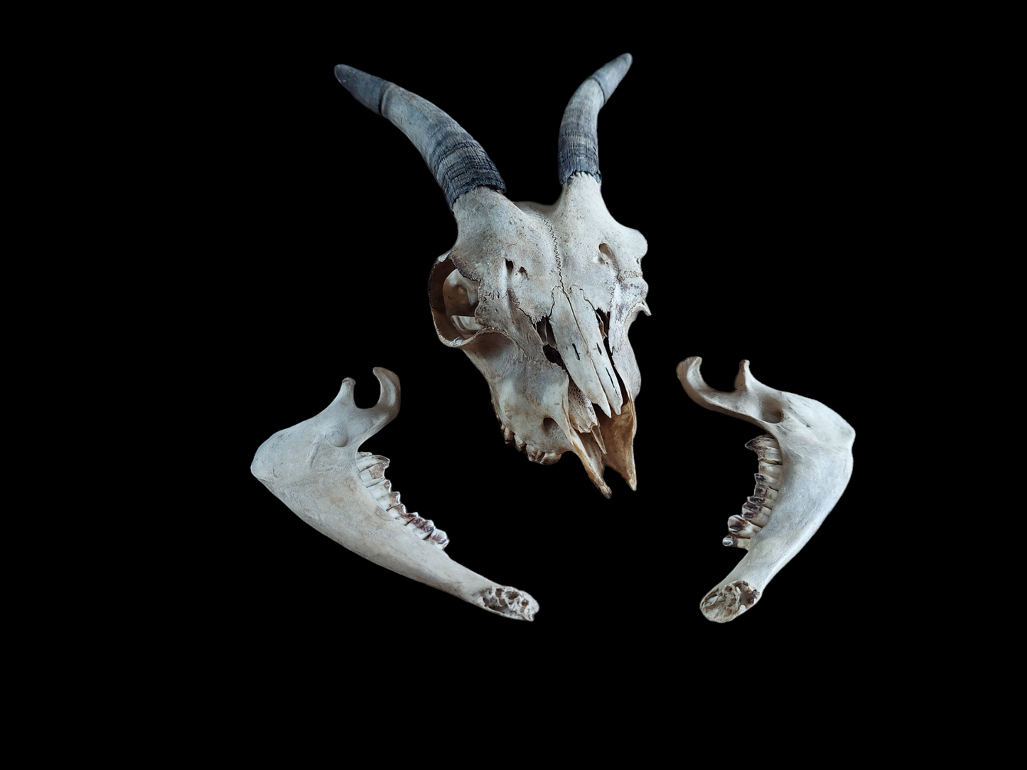 Goat skull #1