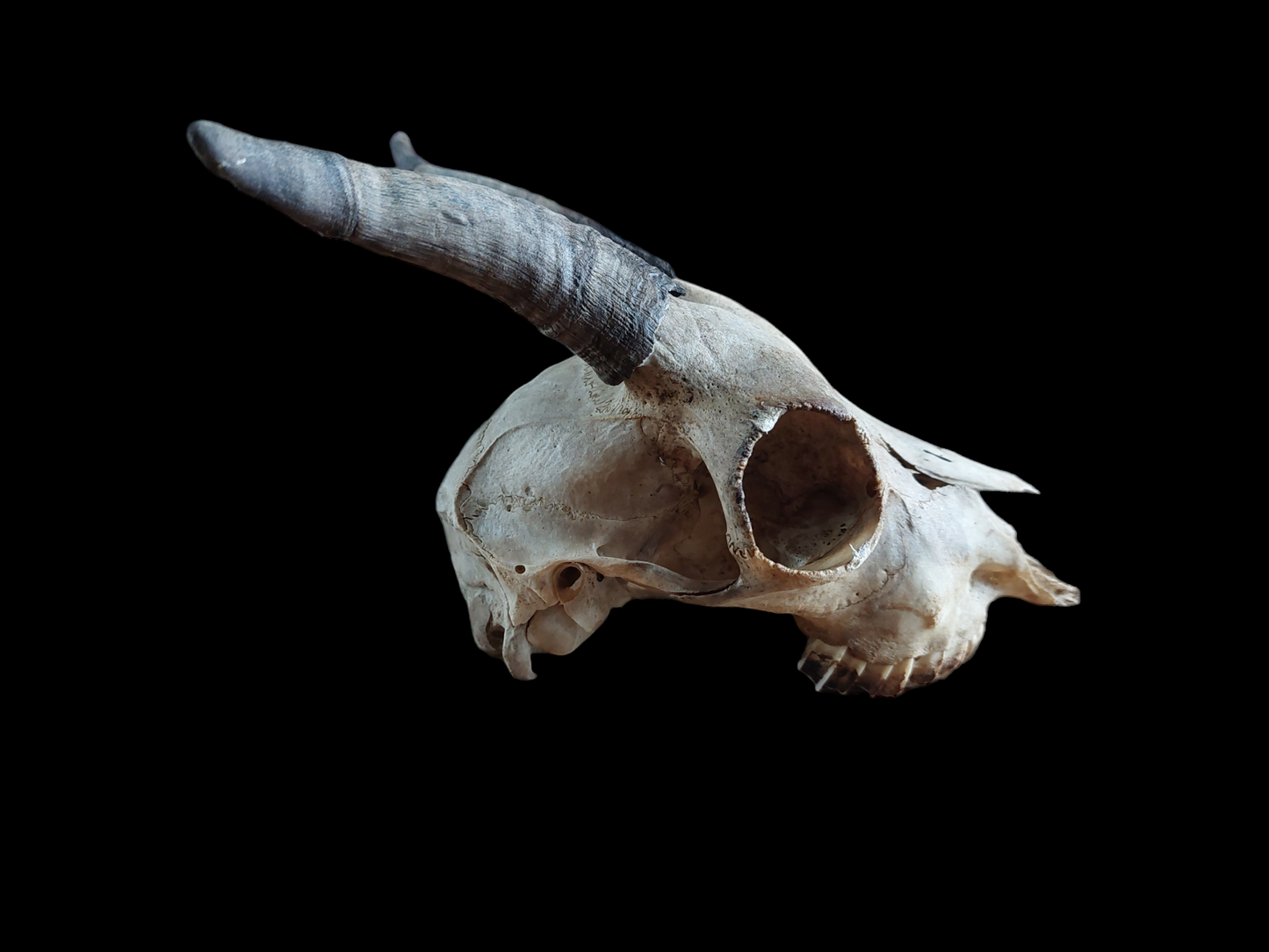 Goat skull #1