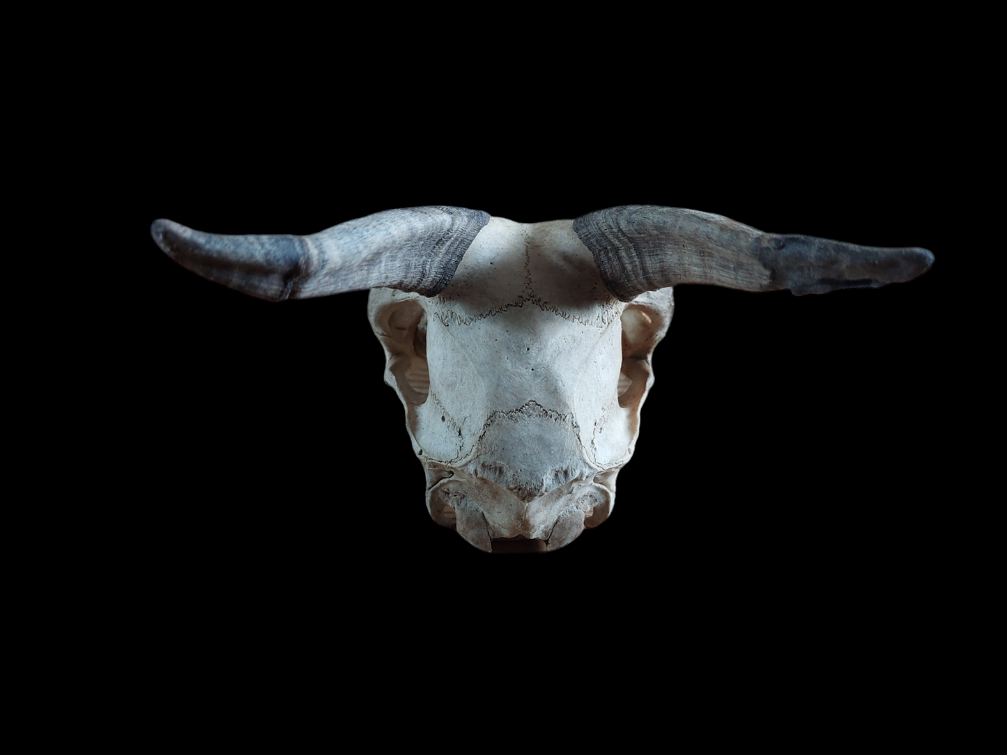 Goat skull #1