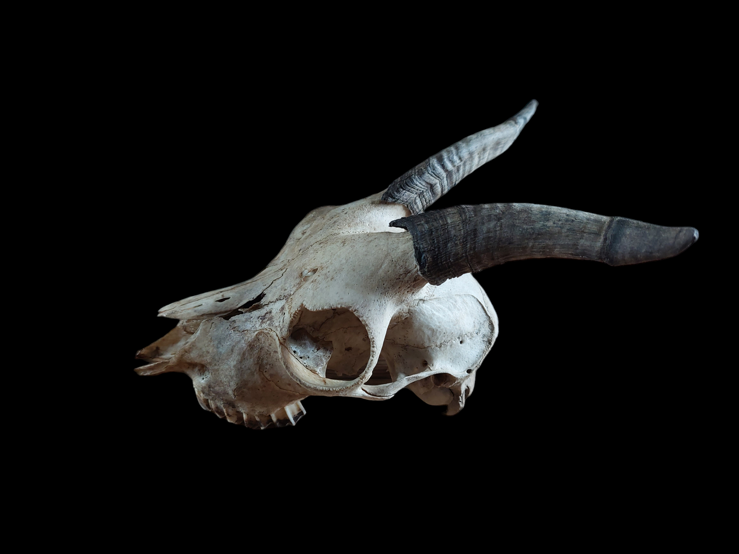 Goat skull #1