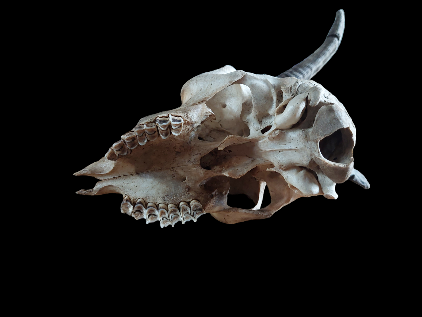 Goat skull #1