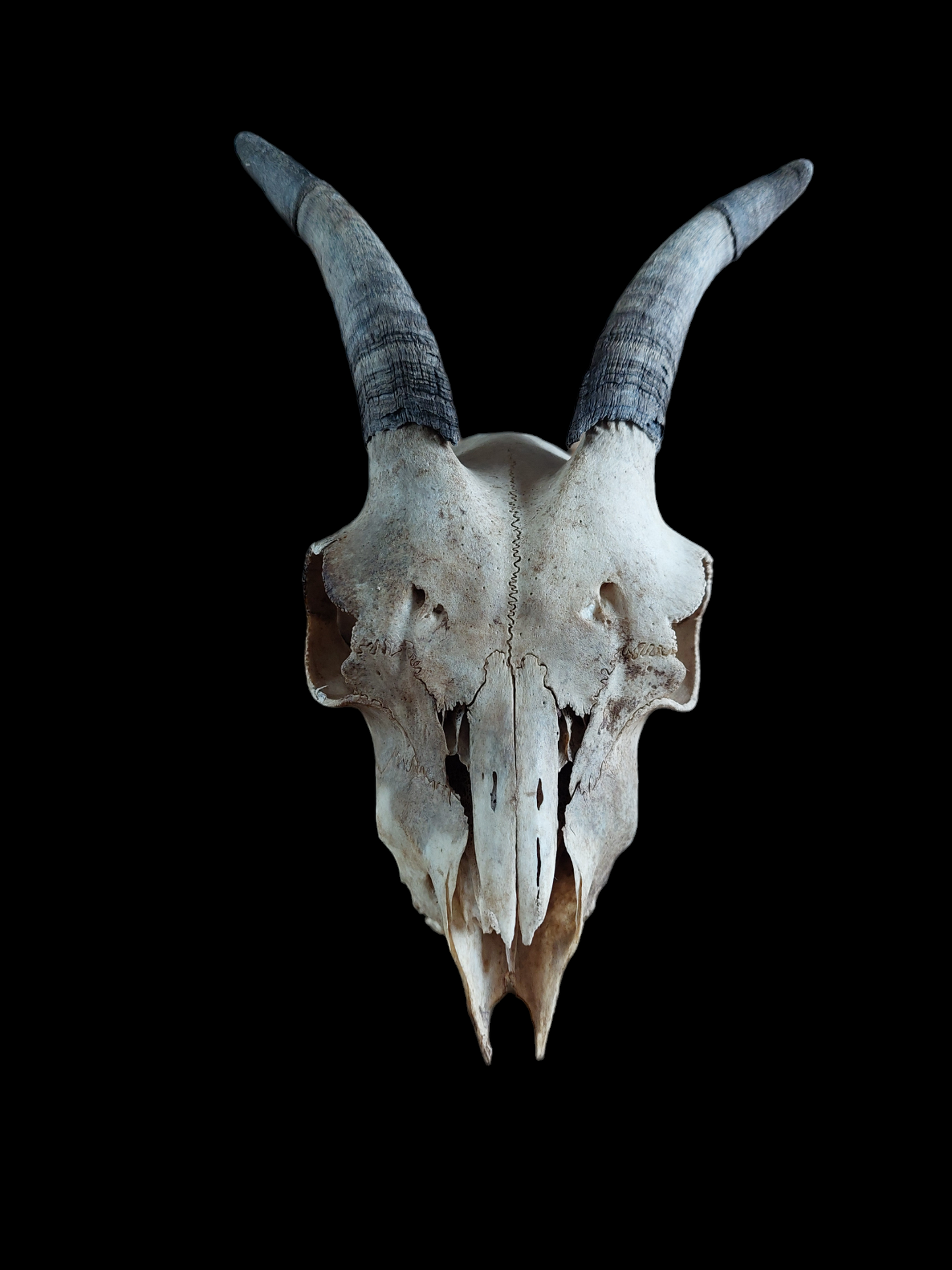 Goat skull #1