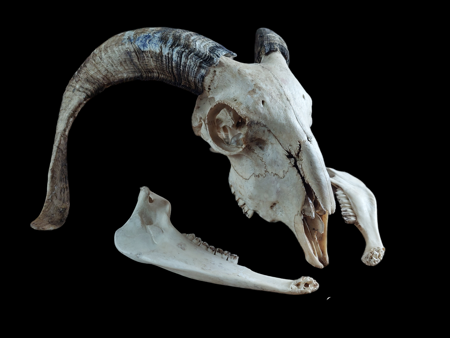 Sheep skull #2