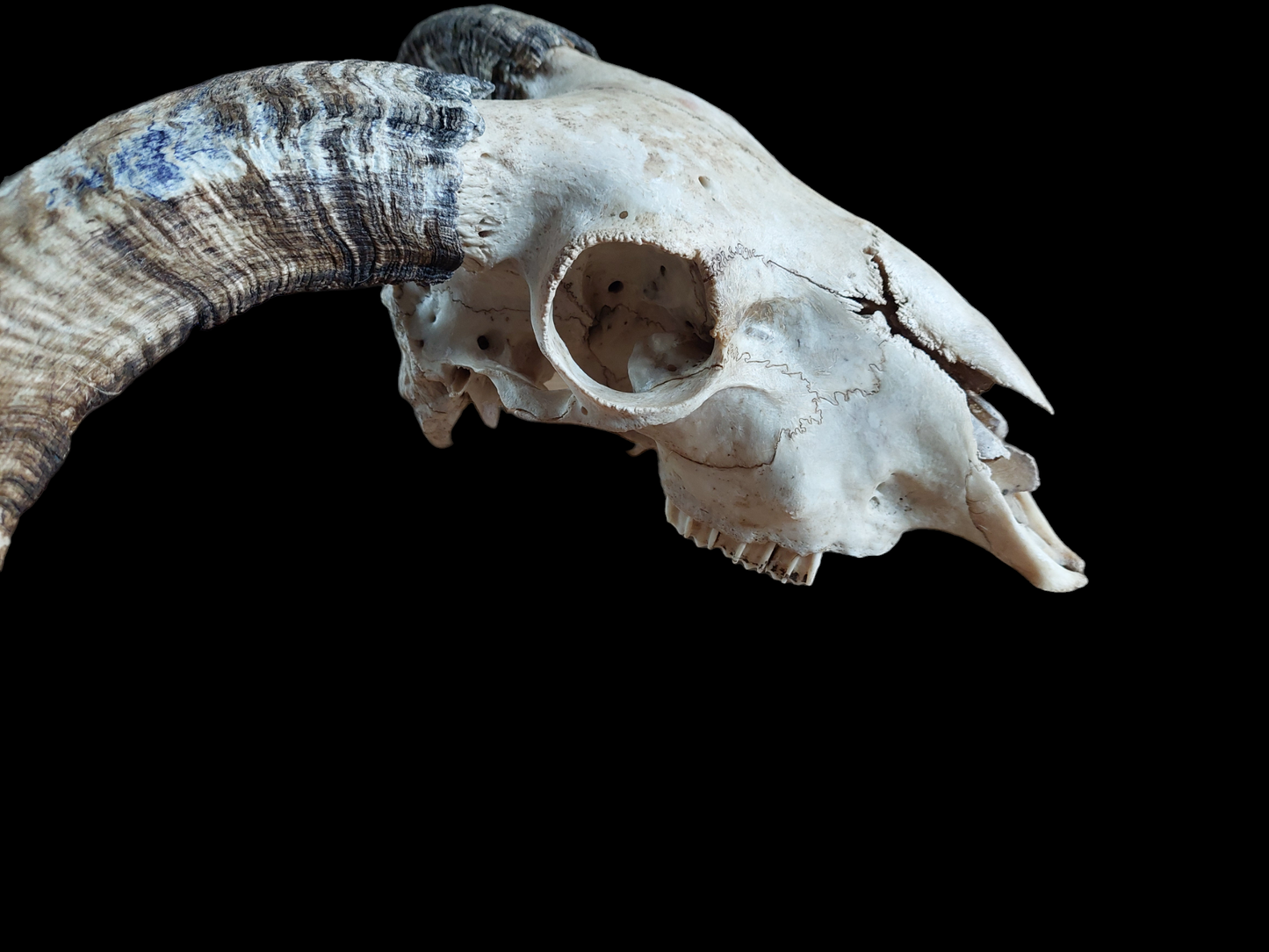 Sheep skull #2