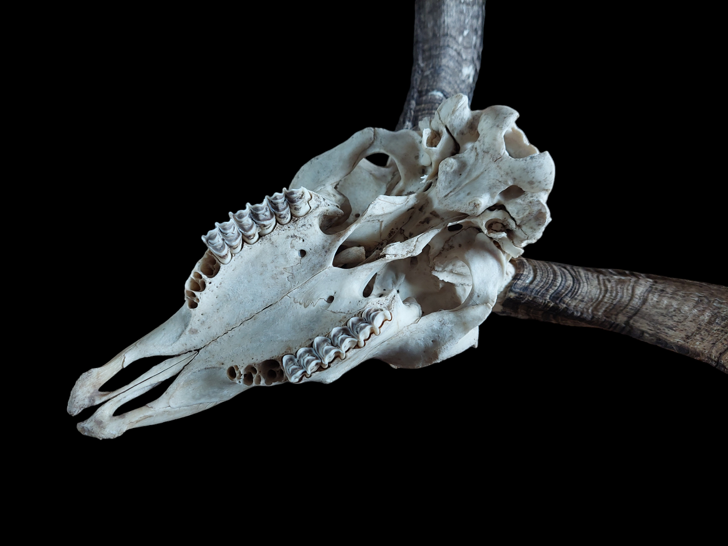 Sheep skull #2