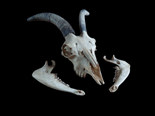 Goat skull #2