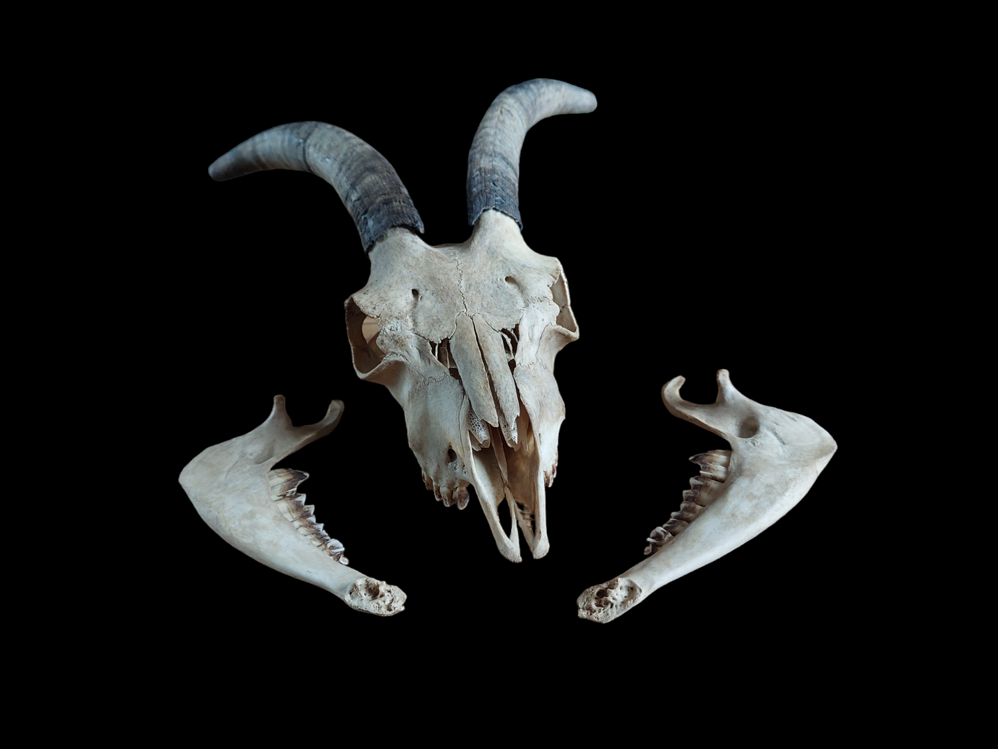 Goat skull #2