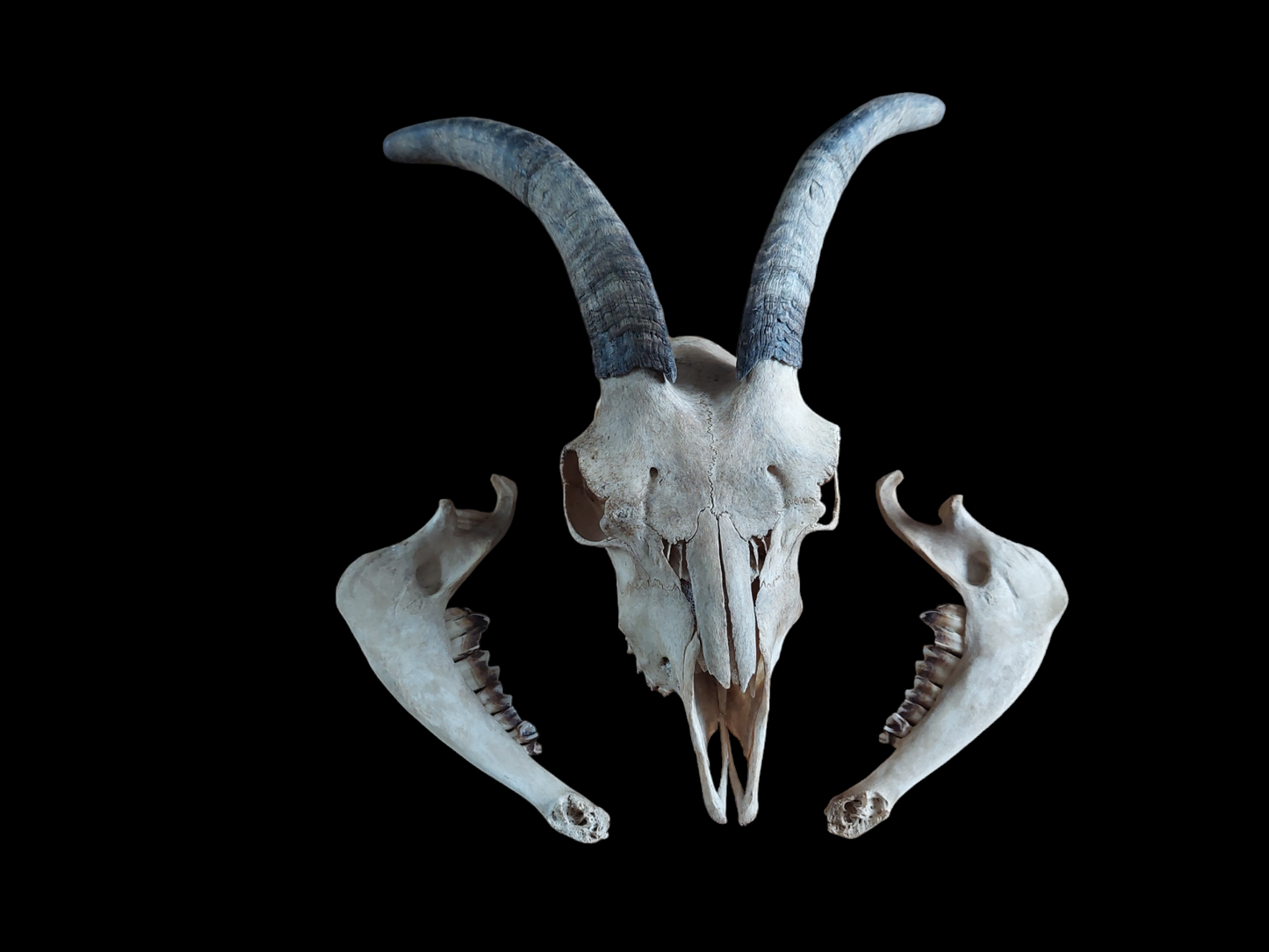 Goat skull #2