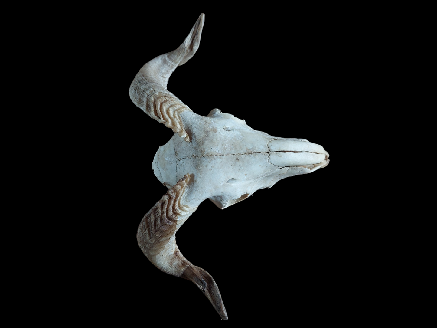 Sheep skull #3