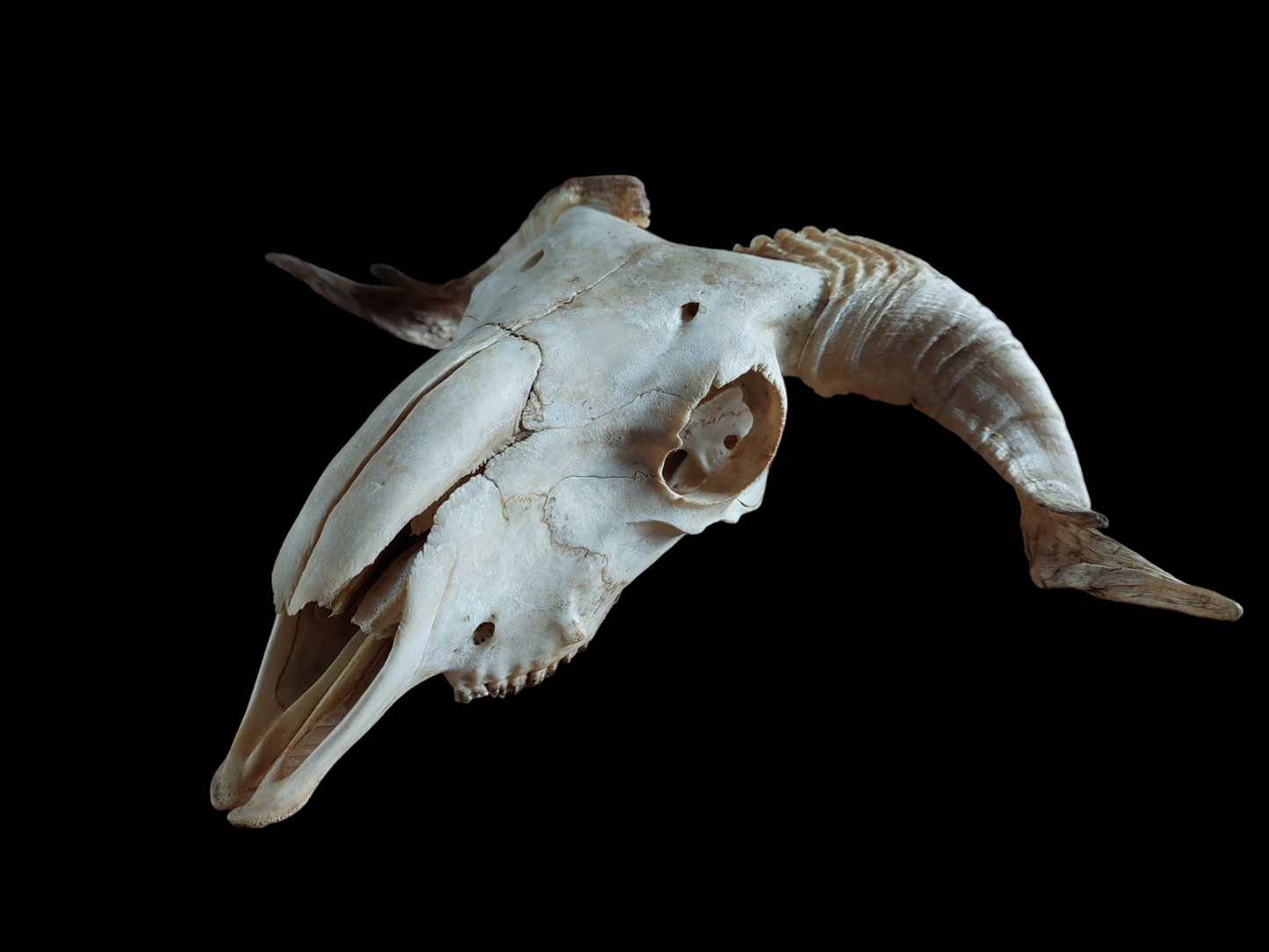 Sheep skull #3