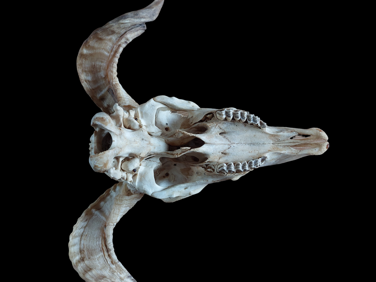 Sheep skull #3