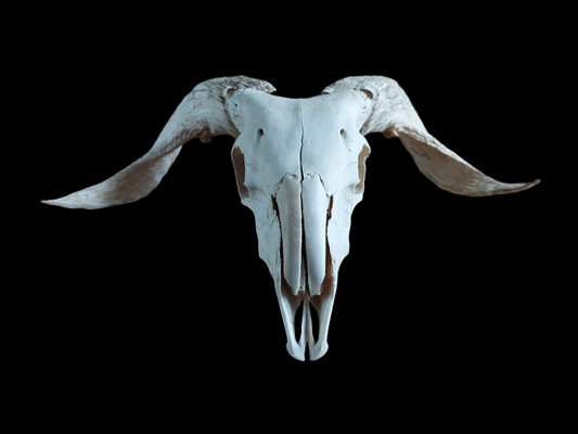 Sheep skull #4
