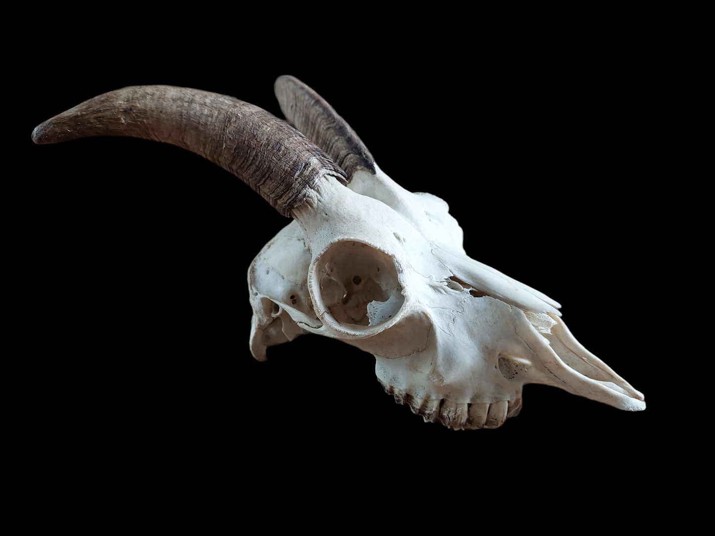 Goat skull #3