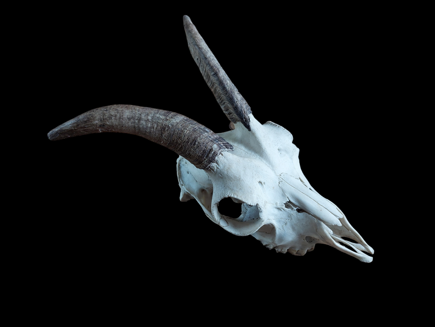 Goat skull #3