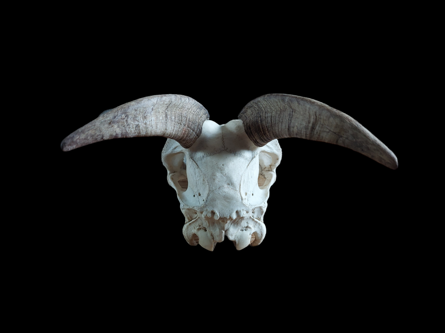 Goat skull #3