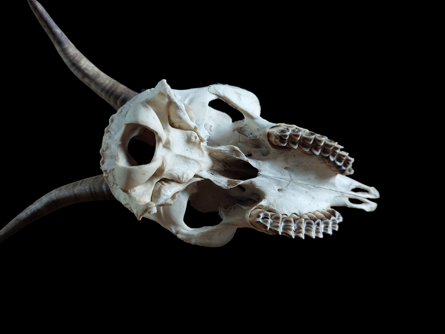 Goat skull #3