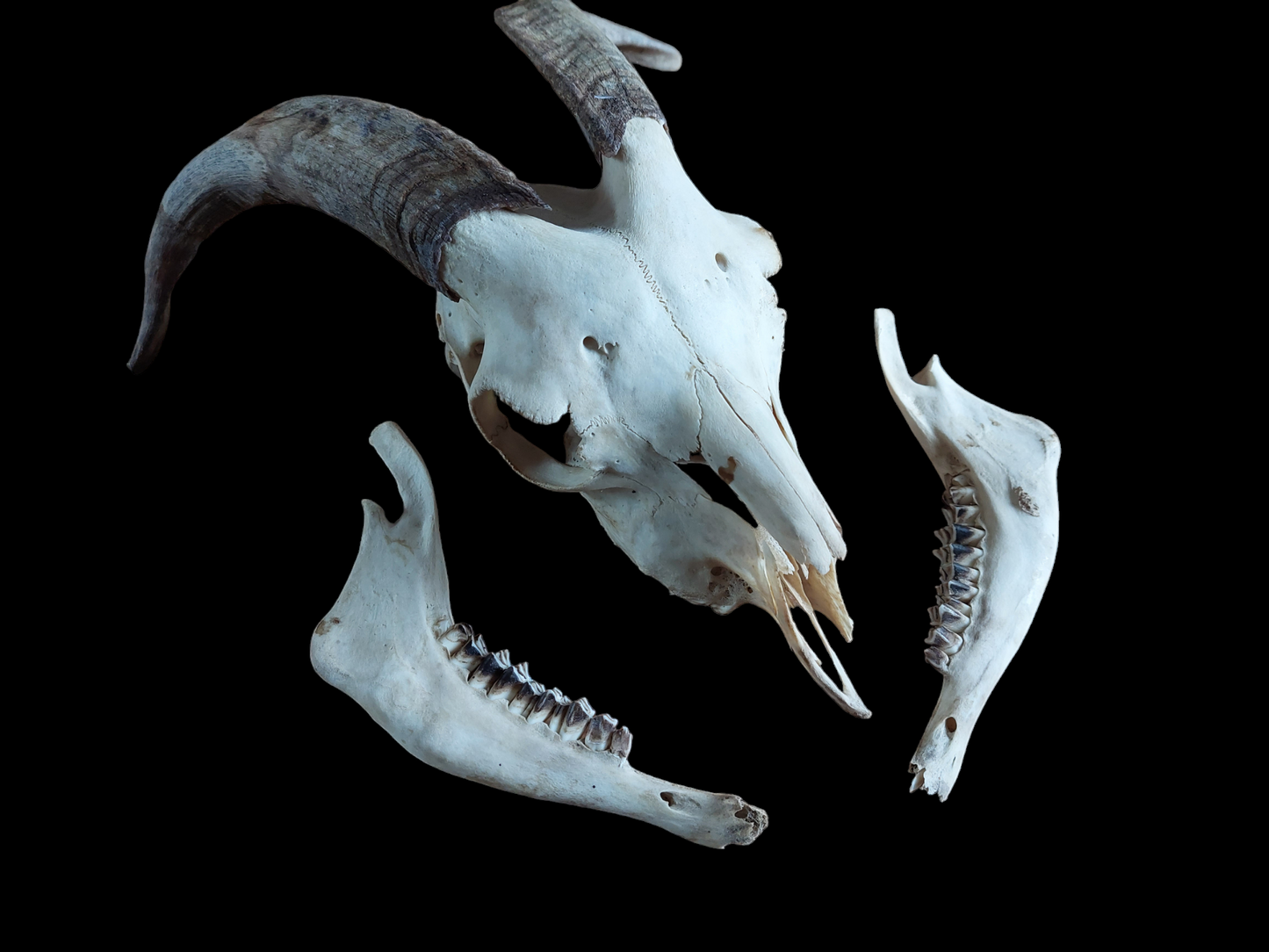 Goat skull #4
