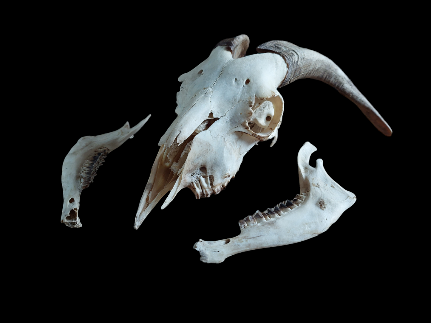Goat skull #4
