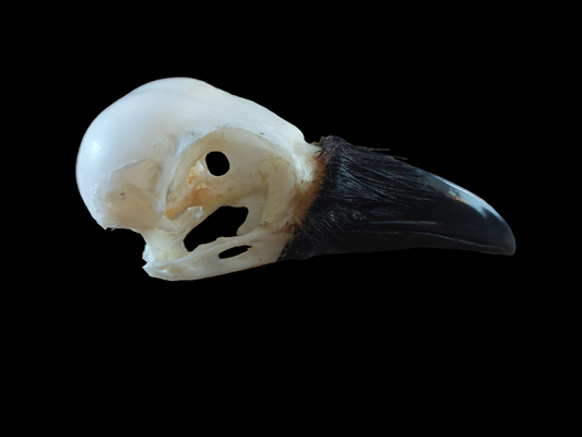 Crow skull #16