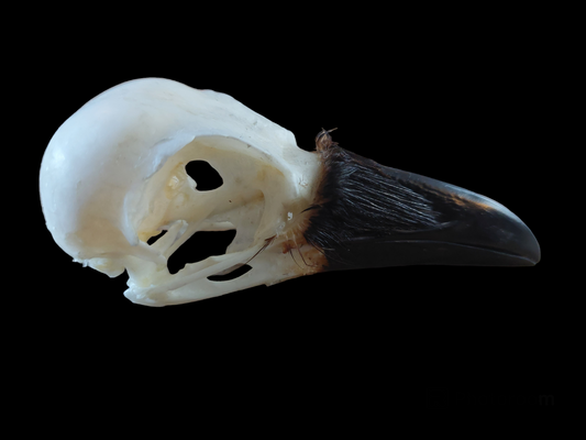 Crow skull #17