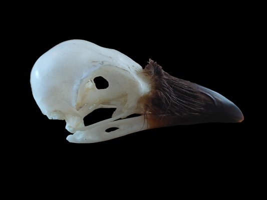 Crow skull  #18