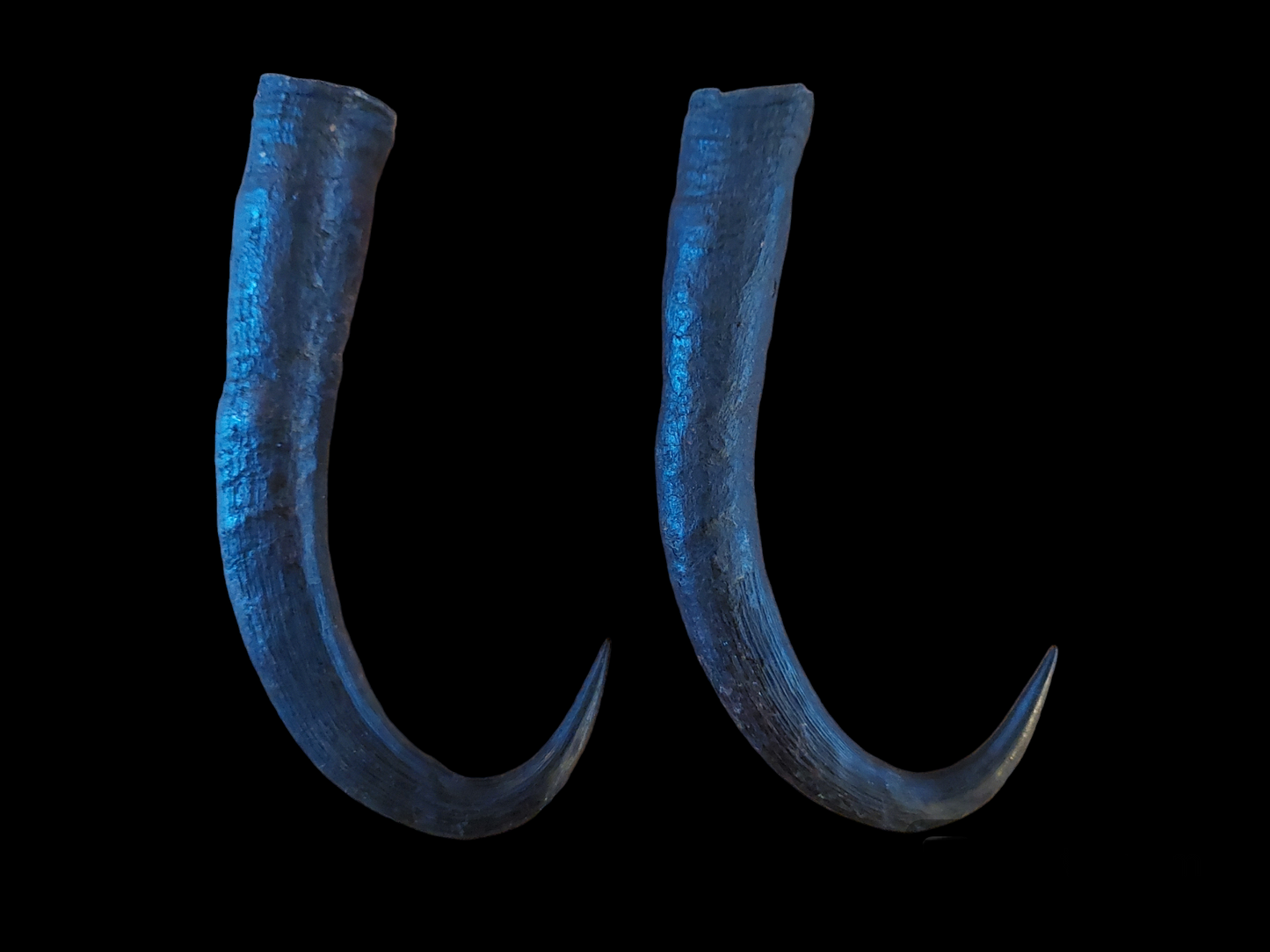 Chamois horns, set of two