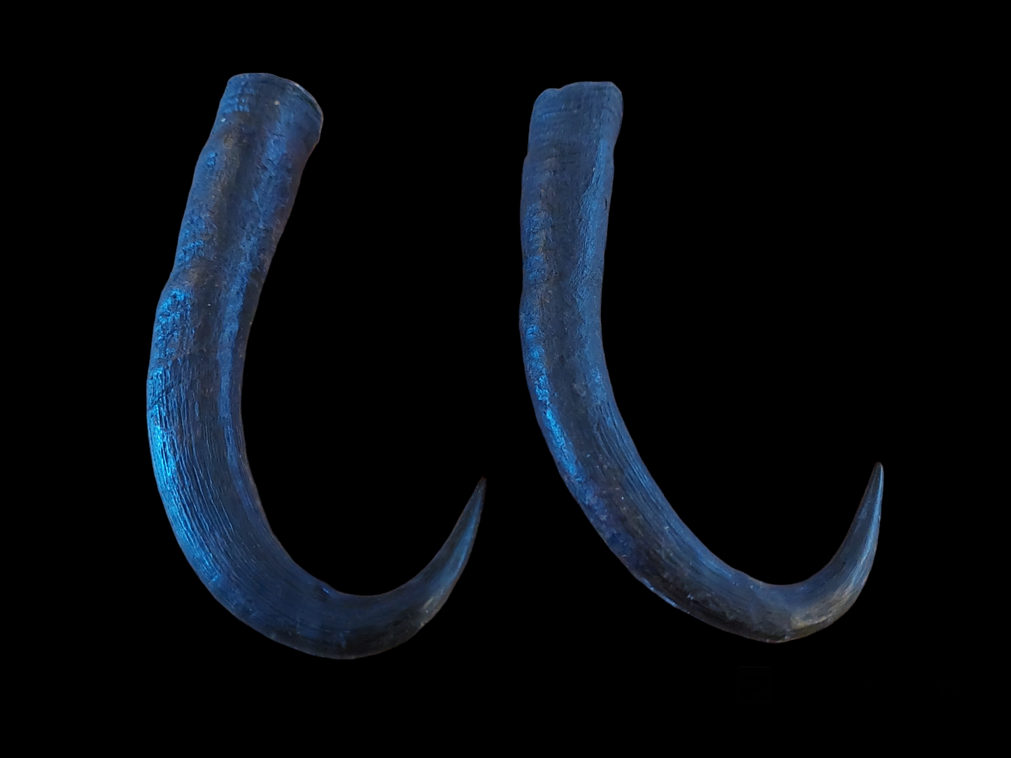 Chamois horns, set of two