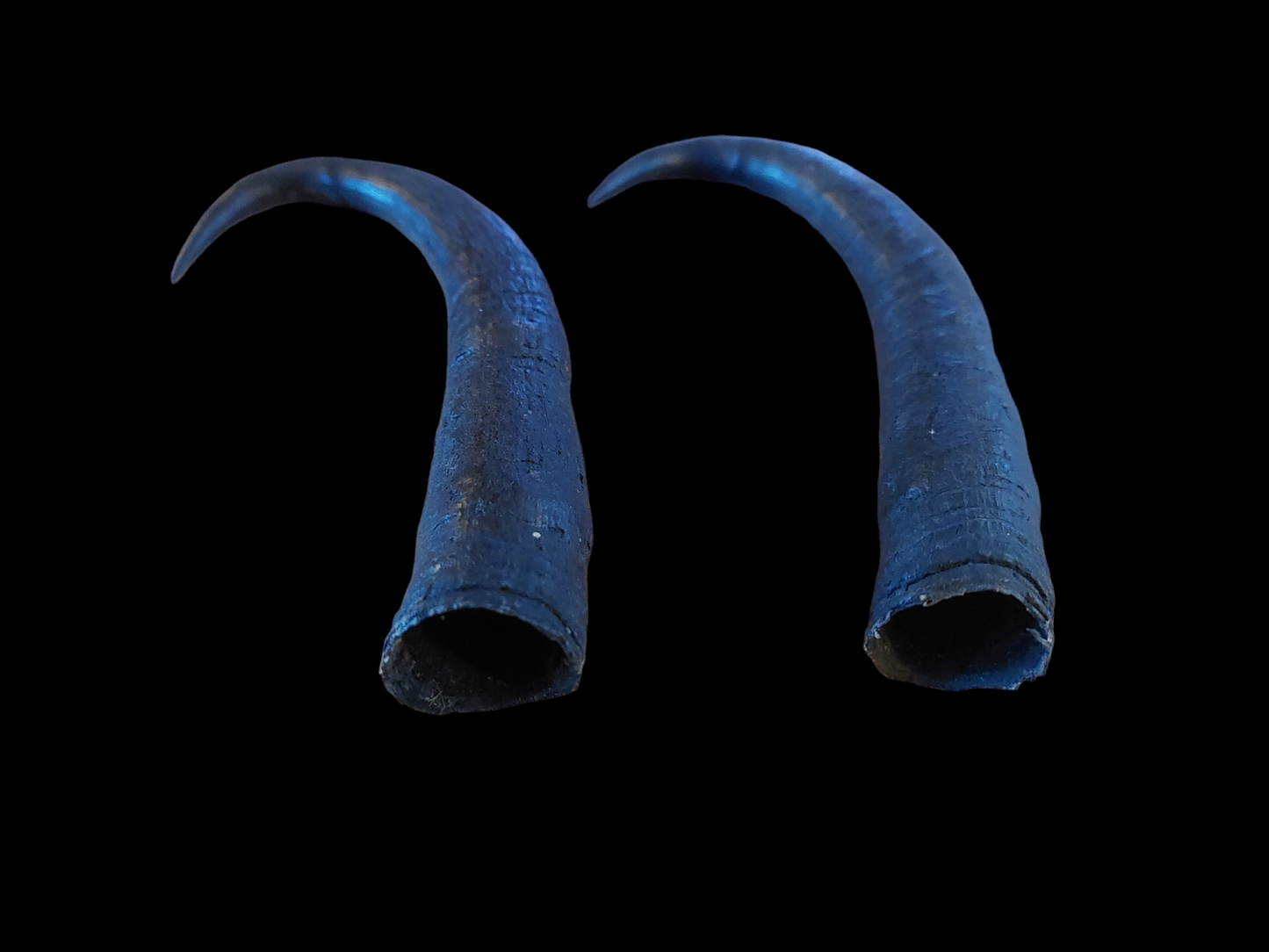 Chamois horns, set of two