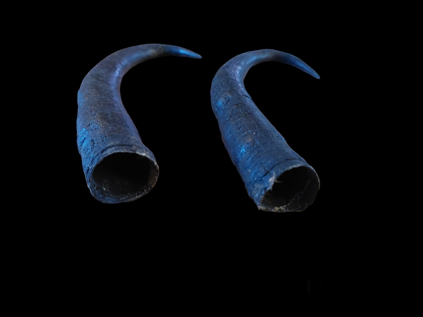 Chamois horns, set of two