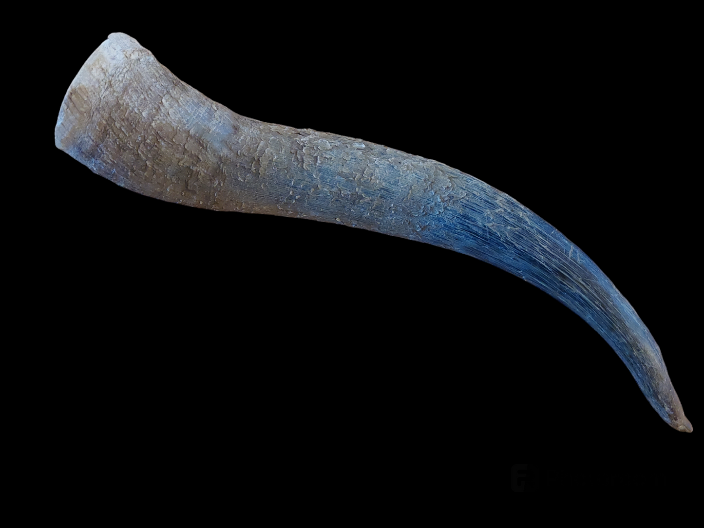 Cow horn