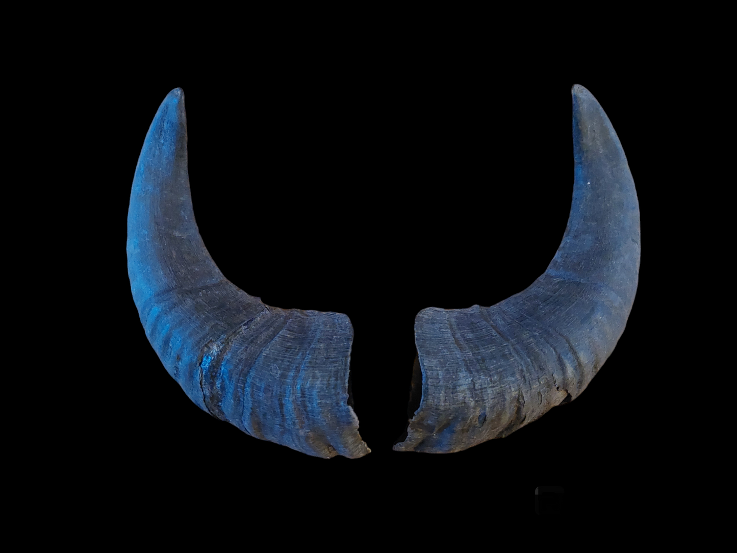 Muflon horns, set of two