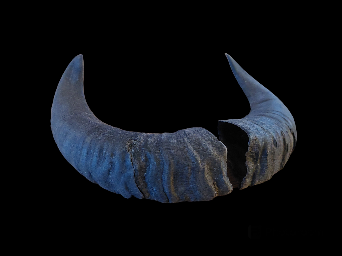 Muflon horns, set of two