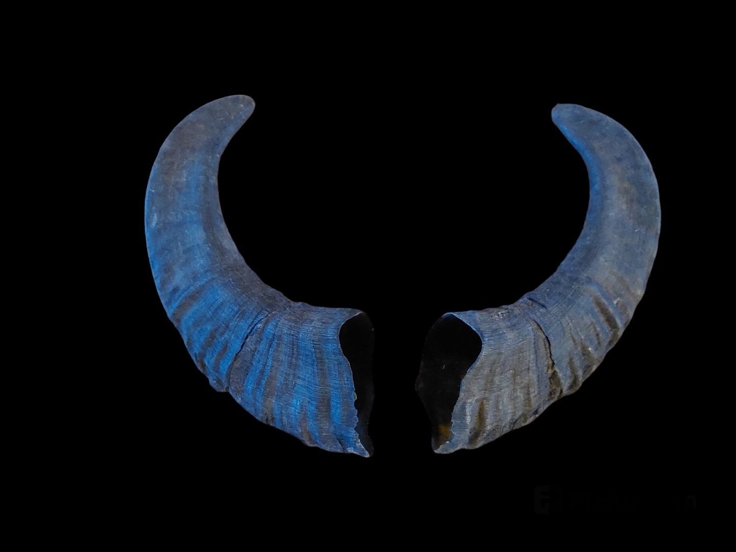 Muflon horns, set of two