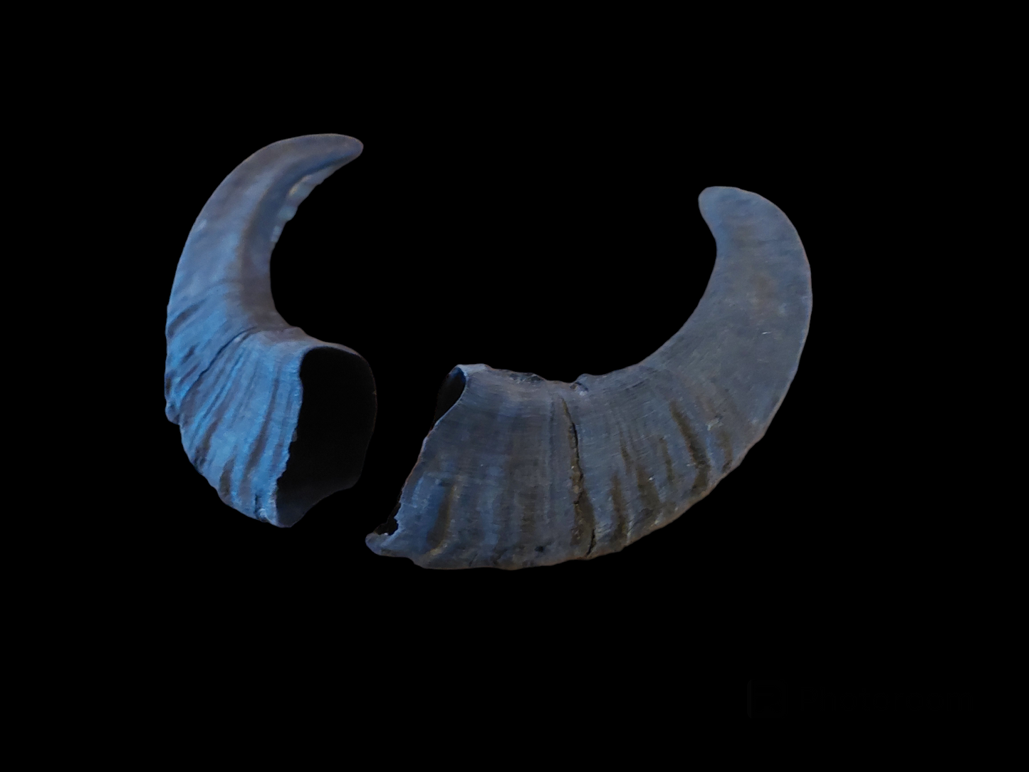 Muflon horns, set of two