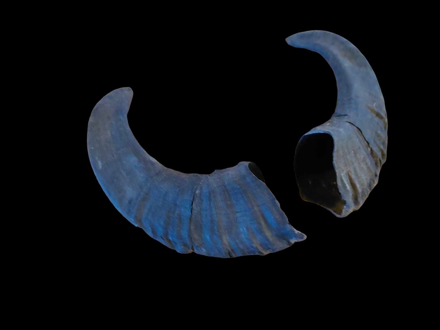 Muflon horns, set of two