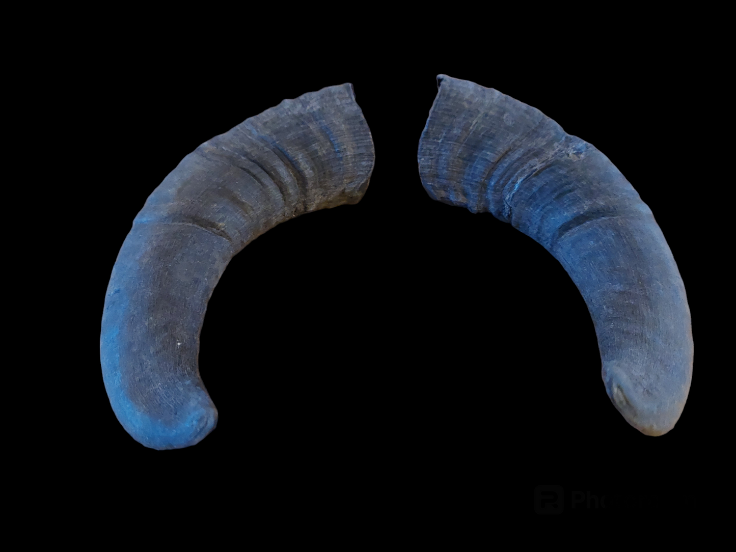 Muflon horns, set of two
