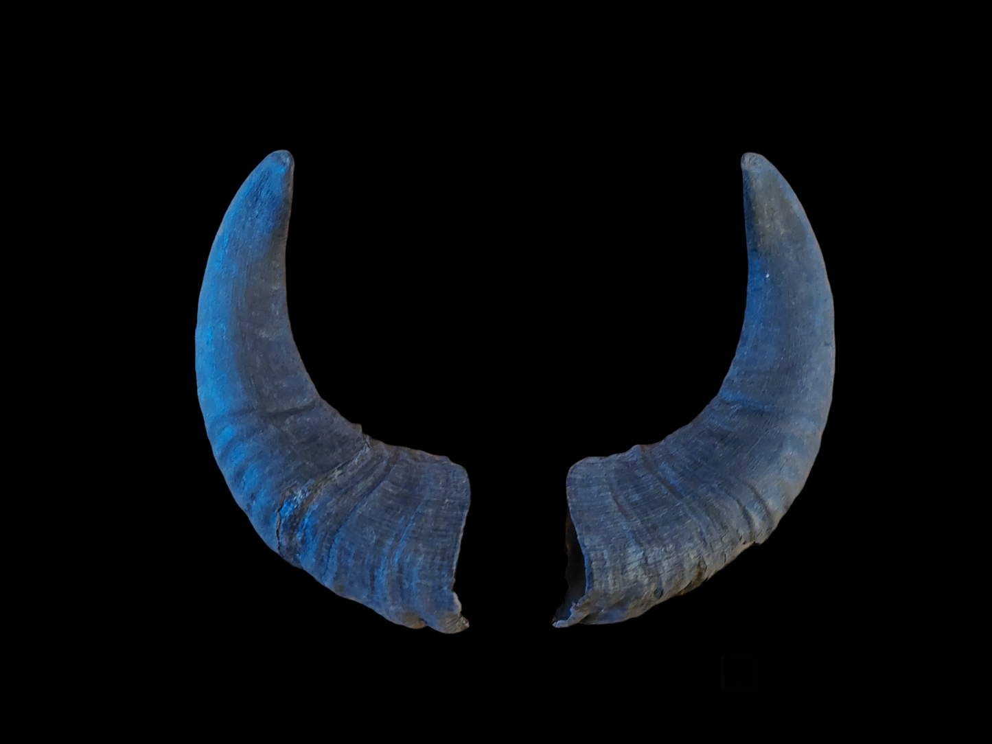 Muflon horns, set of two
