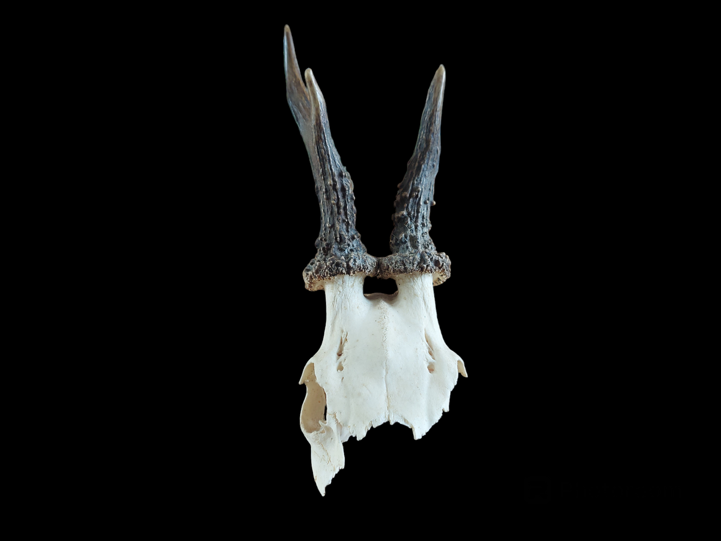 Roe buck upper skull #4, B-quality